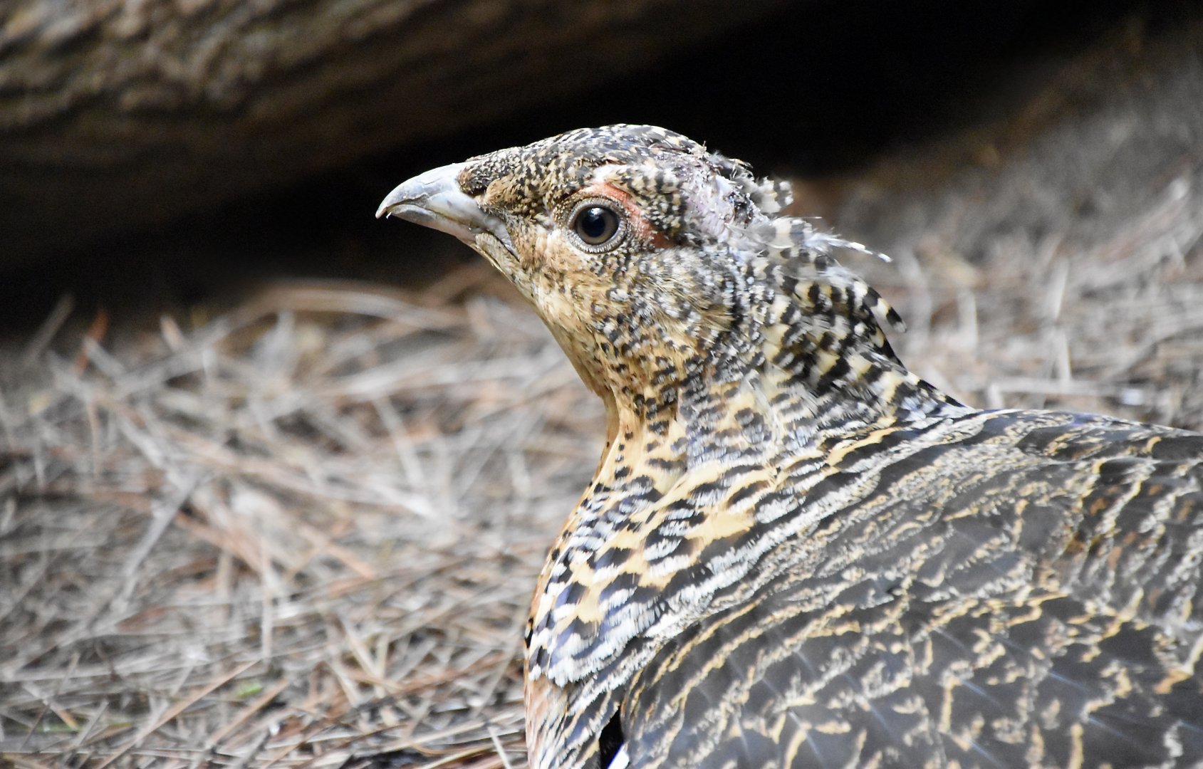 Western Capercaillie (Tetrao urogallus) female