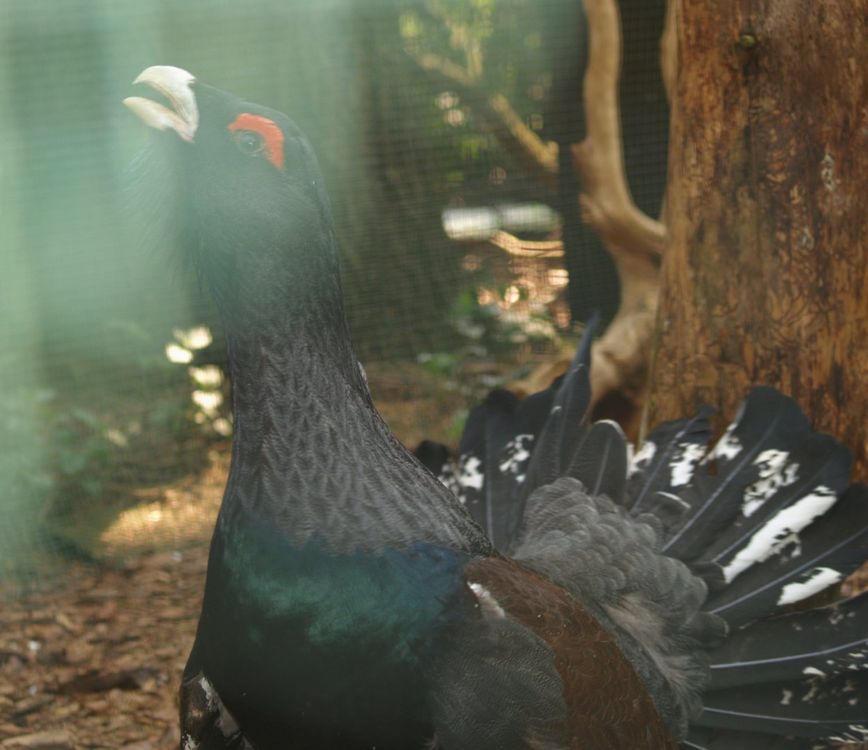 Western capercaillie (Tetrao urogallus), May 2006