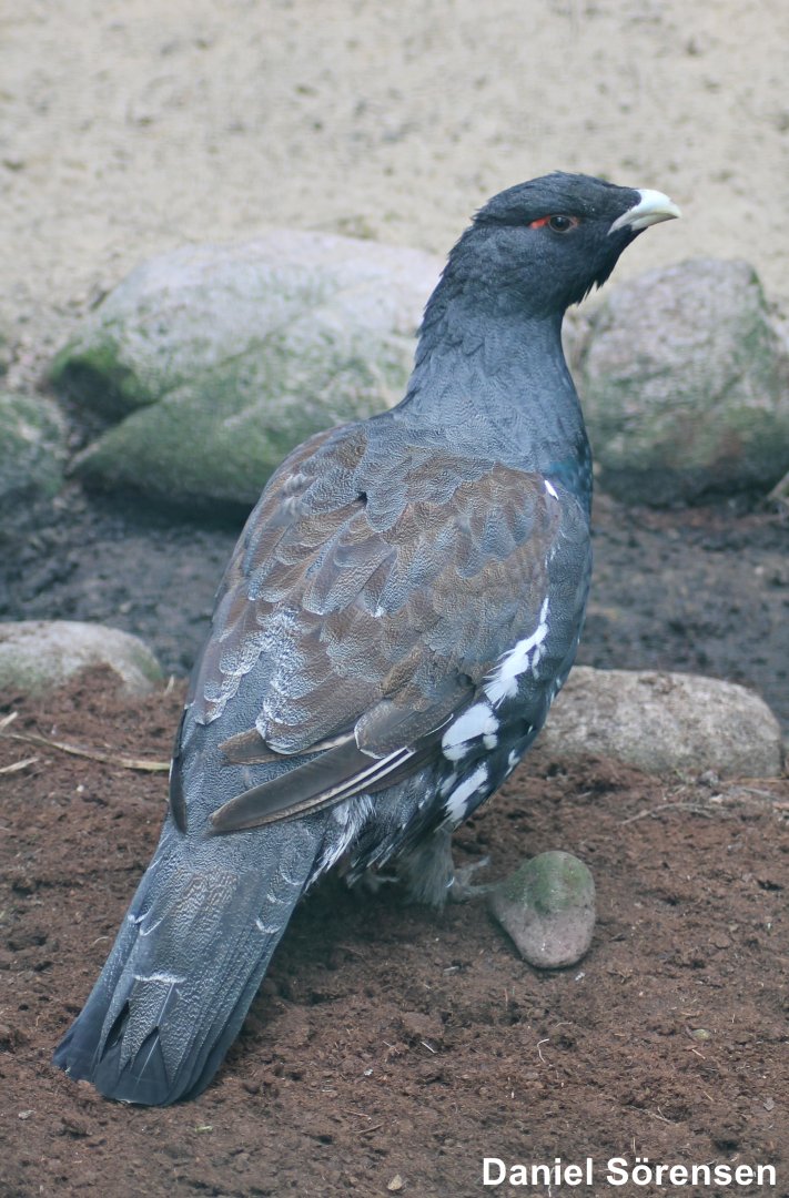 Western capercaillie (Tetrao urogallus)