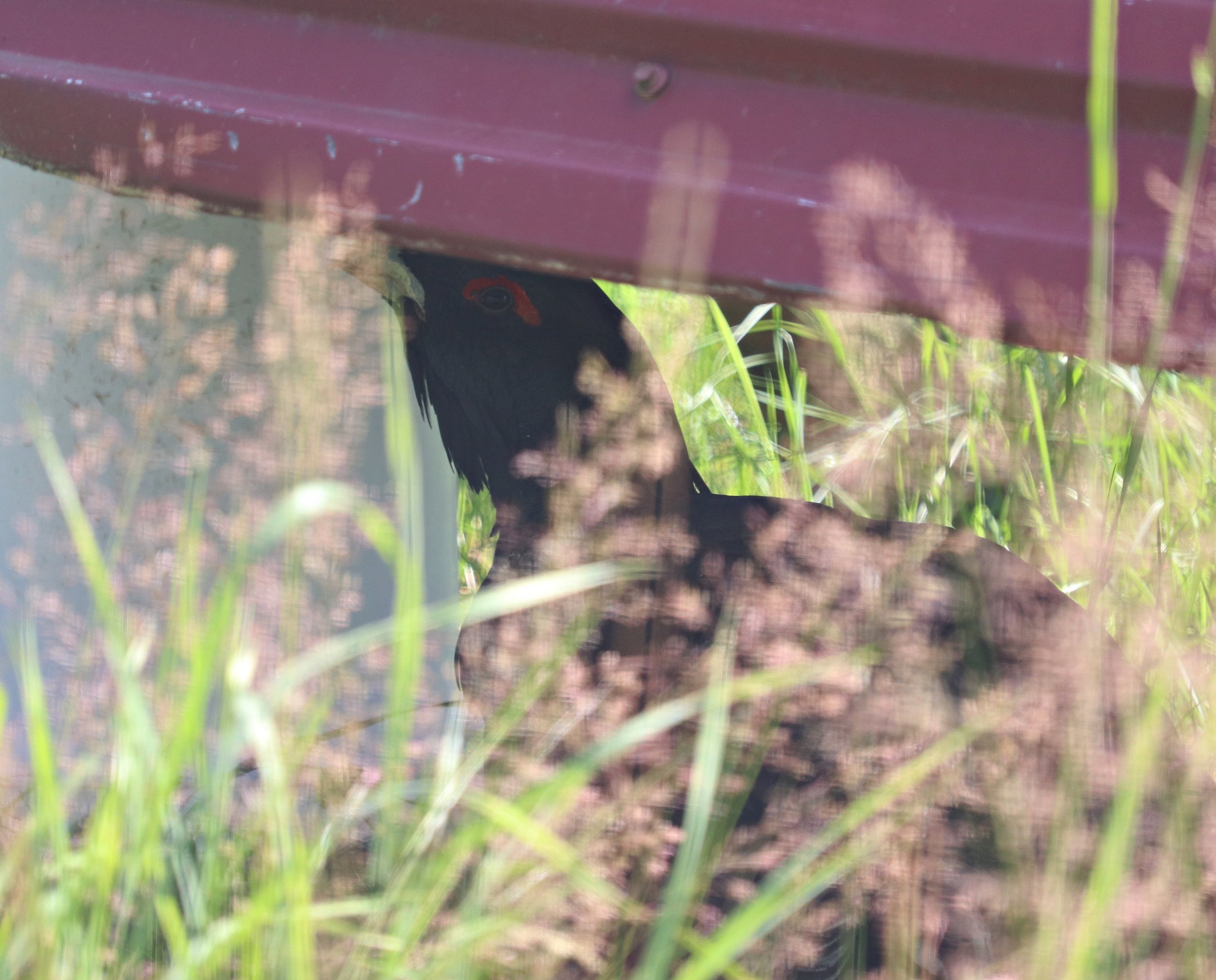 Western capercaillie (Tetrao urogallus)