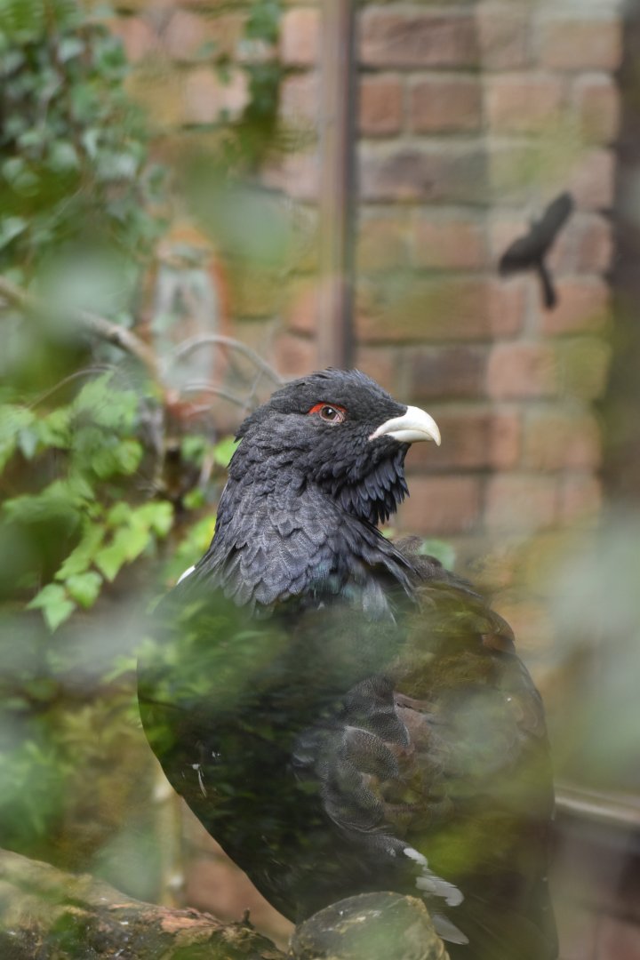 Western capercaillie (Tetrao urogallus)
