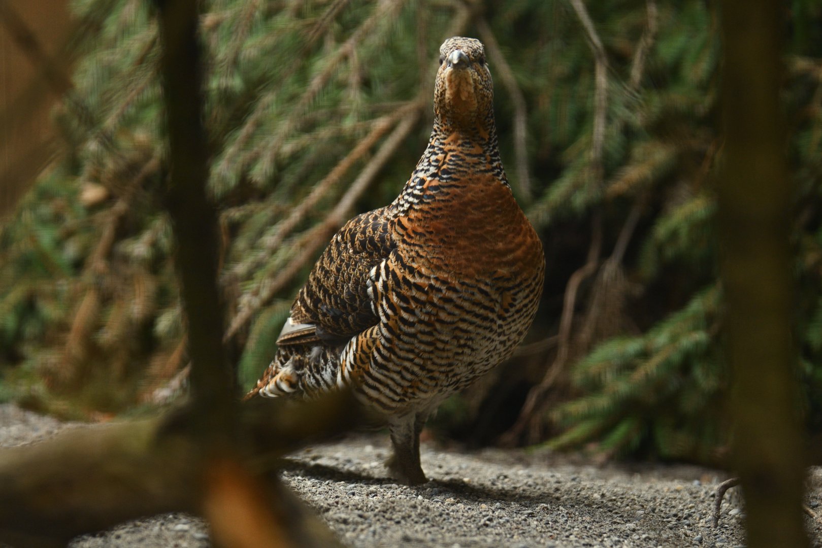 Western Capercaillie (Tetrao urogallus)