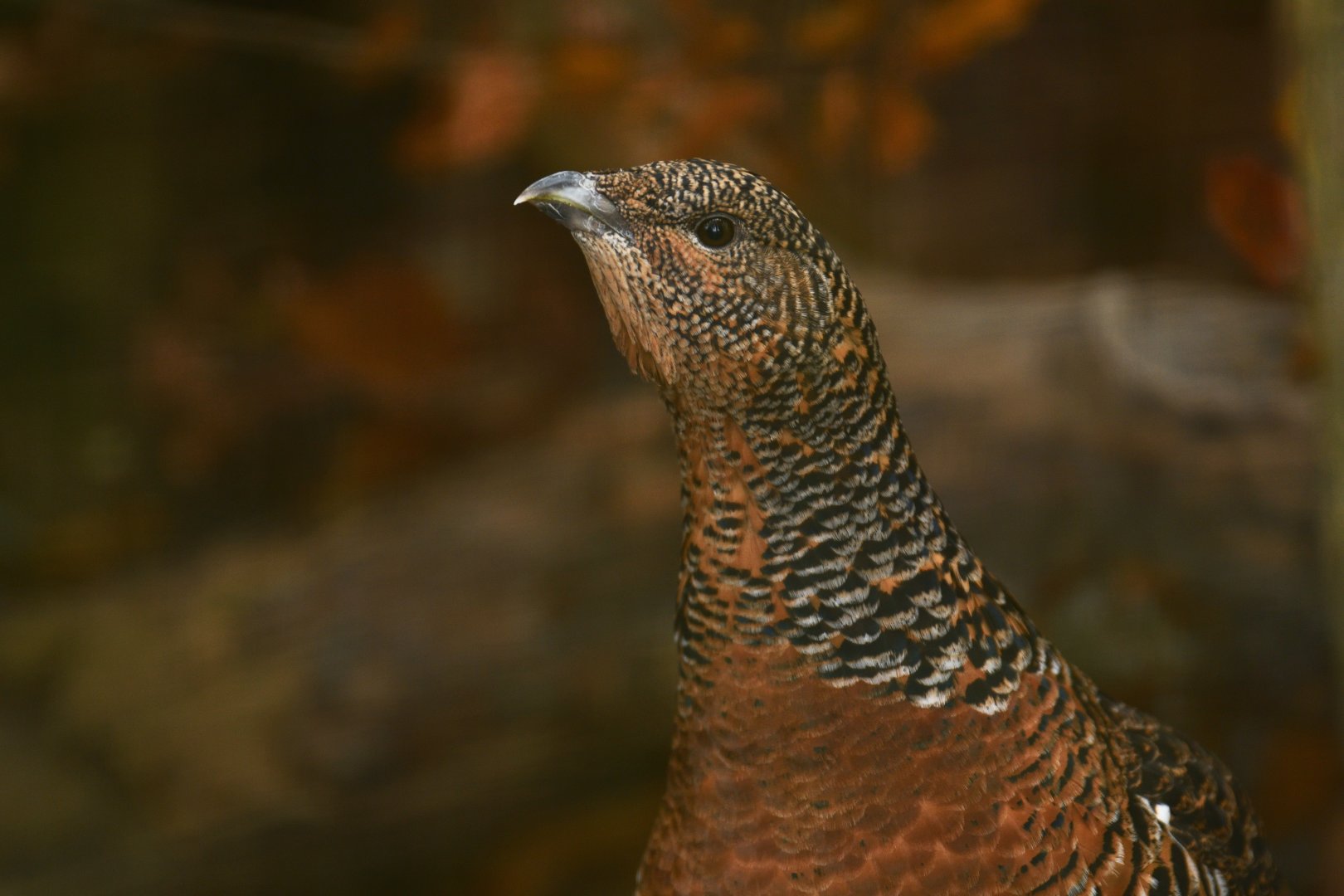 Western Capercaillie (Tetrao urogallus)
