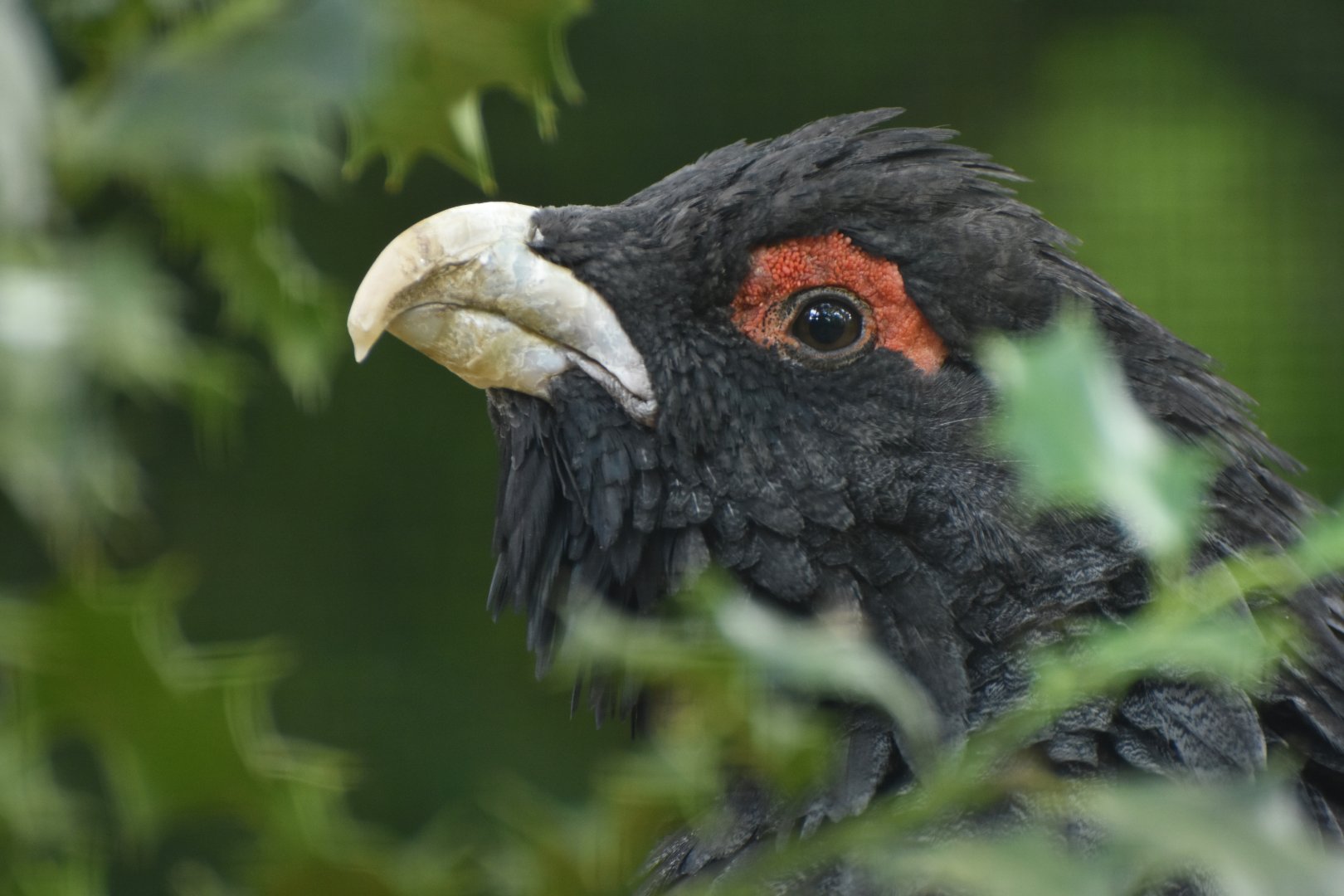 Western Capercaillie Tetrao urogallus
