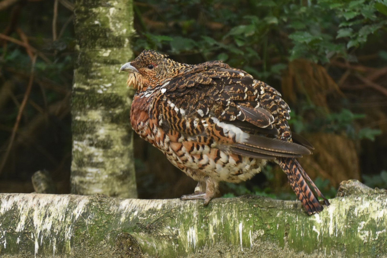 Western Capercaillie Tetrao urogallus