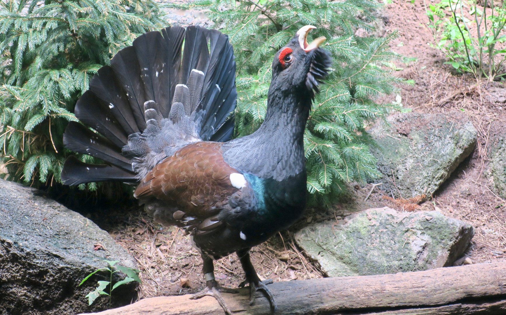 Western Capercaillie (Tetrao urogallus)