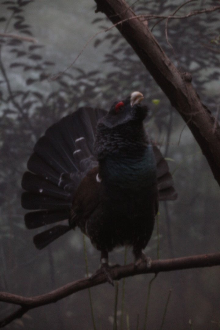 Western Capercaillie/ Tetrao urogallus