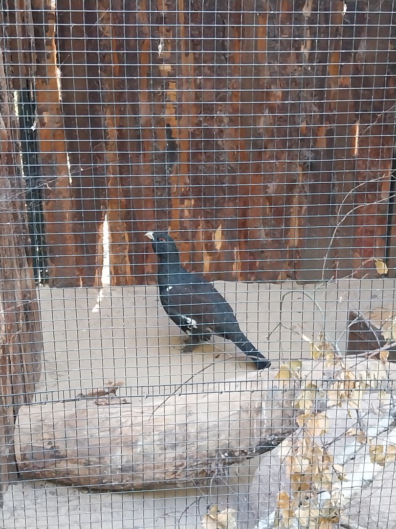 Western Capercaillie (Tetrao urogallus)