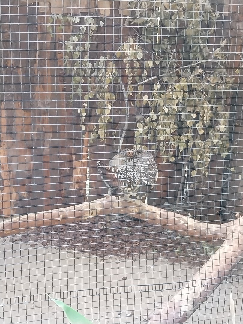 Western Capercaillie (Tetrao urogallus)