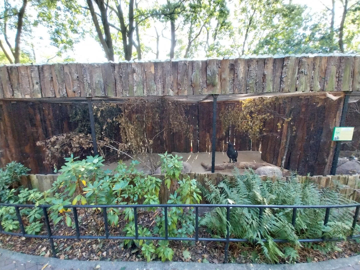 Western Capercaillie (Tetrao urogallus)