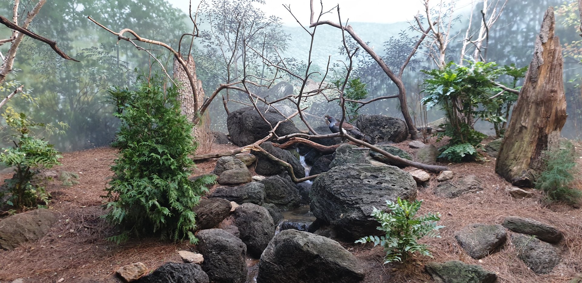 Western capercaillie, World of Birds