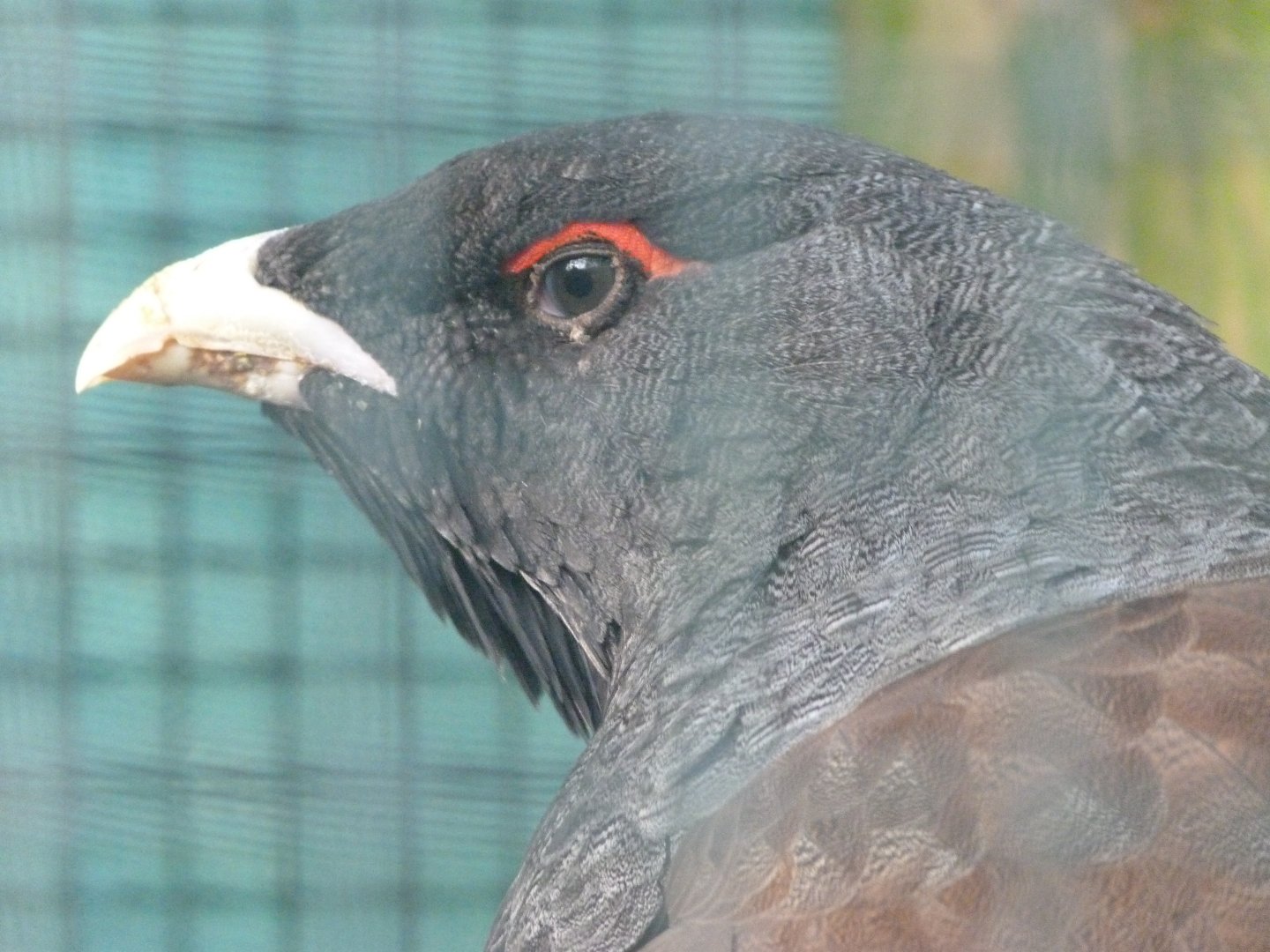 Western capercaillie -Zoo de Santillana del Mar (2024)