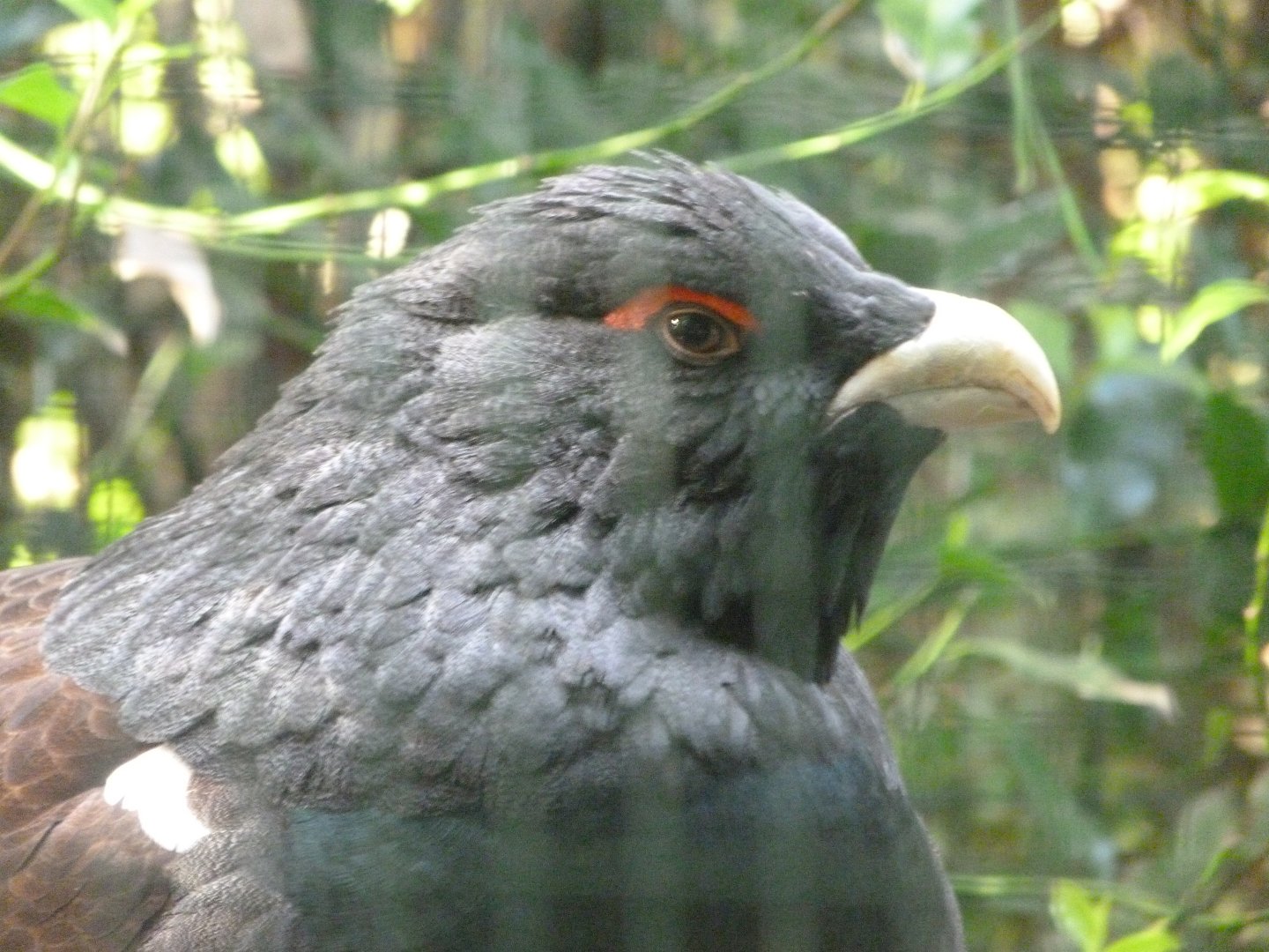 Western capercaillie -Zoo de Santillana del Mar (2024)