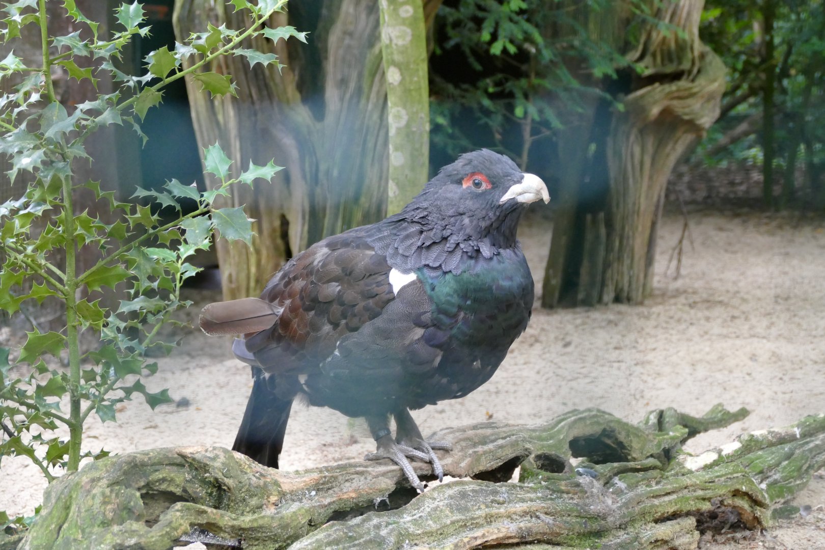 Western capercaillie