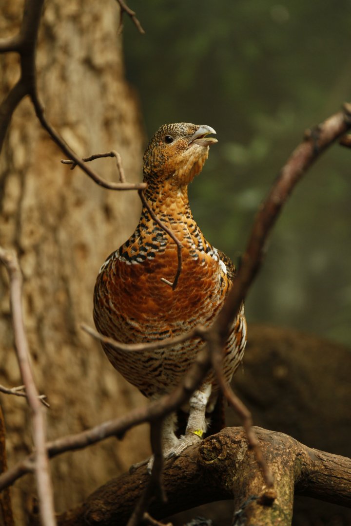 Western Capercaillie