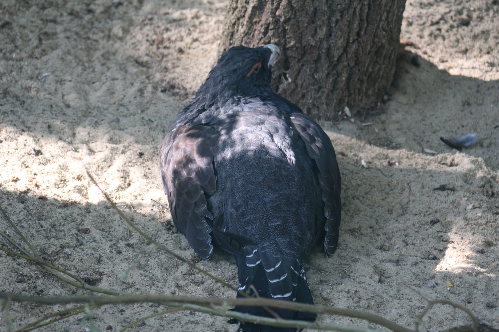 Western Capercaillie
