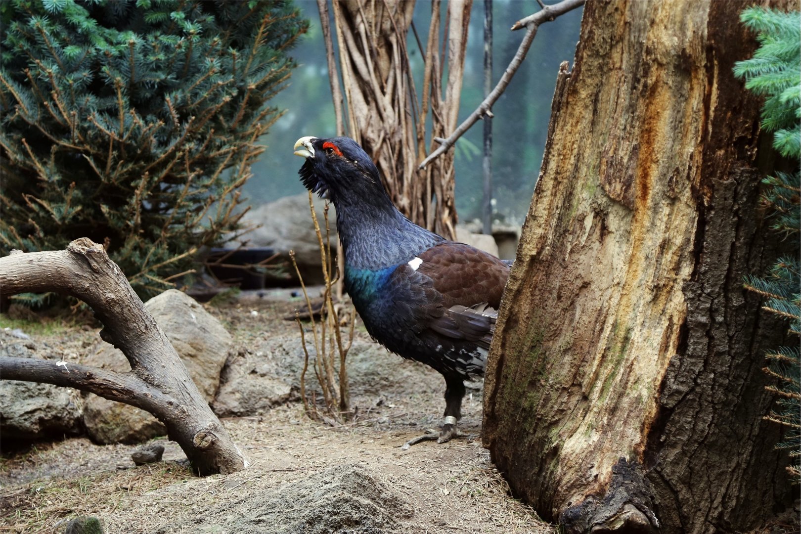 Western Capercaillie