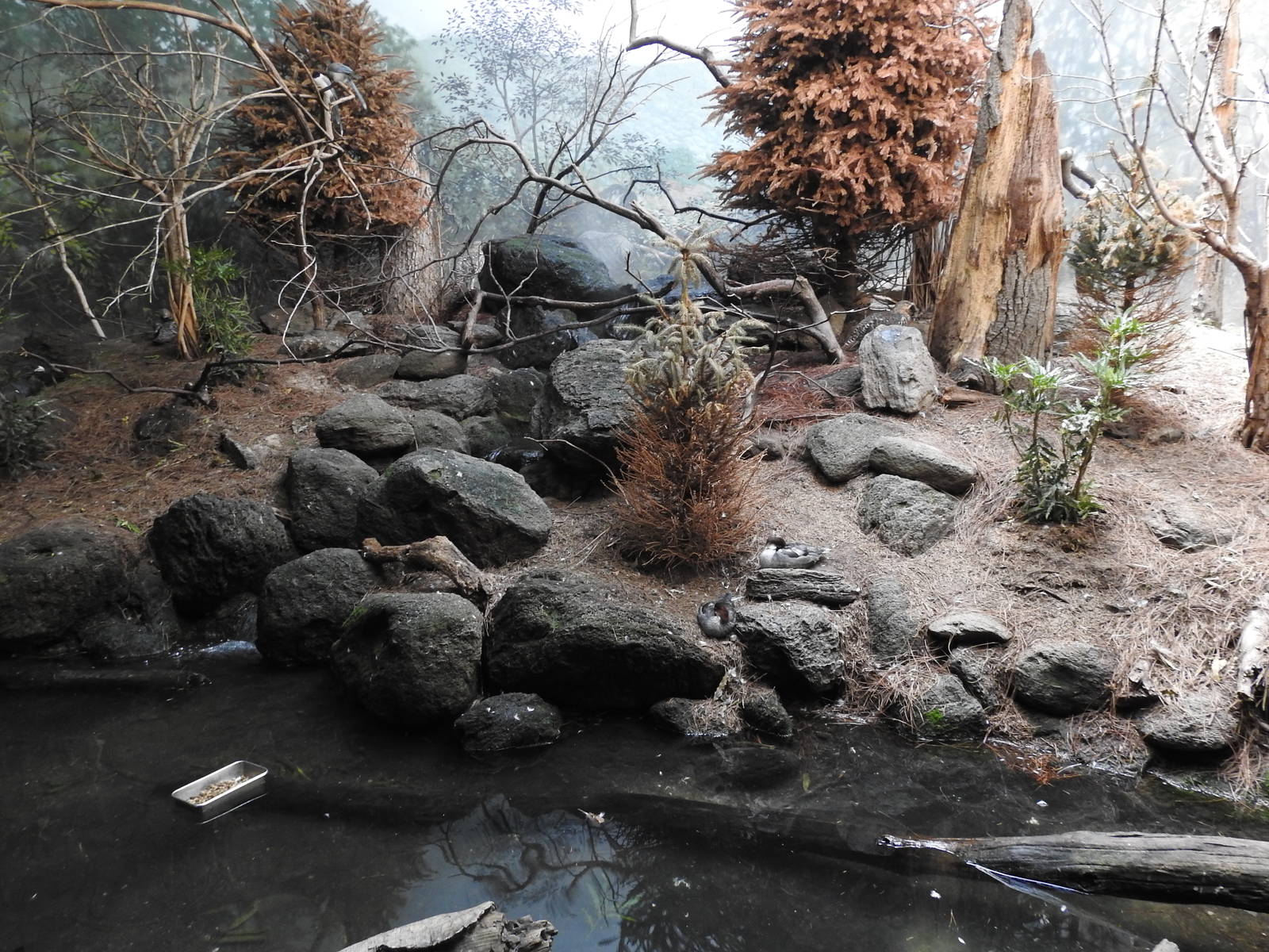 Western Capercallie Enclosure