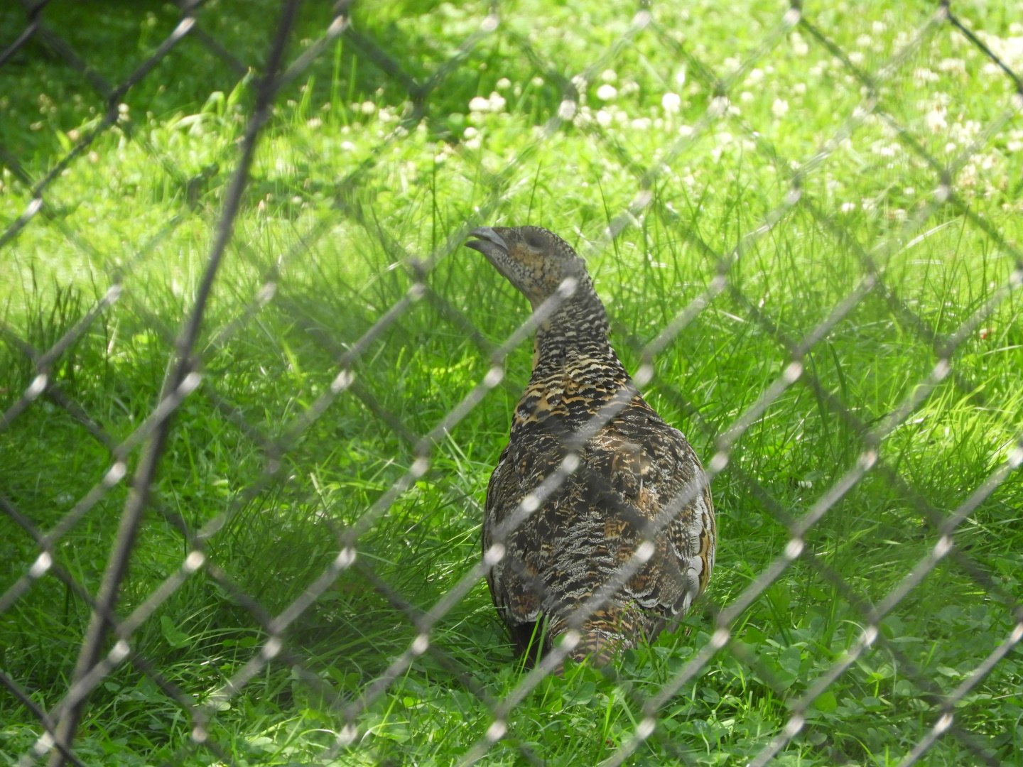 Western Capercallie (Tetrao urogallus)