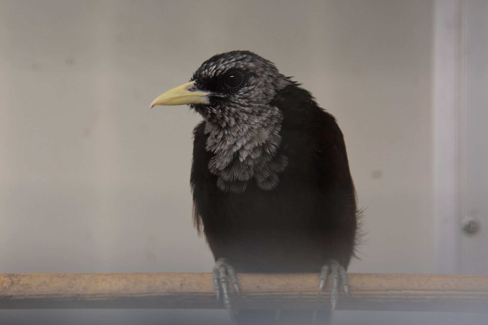 Western capuchin babbler (Turdoides atripennis atripennis)
