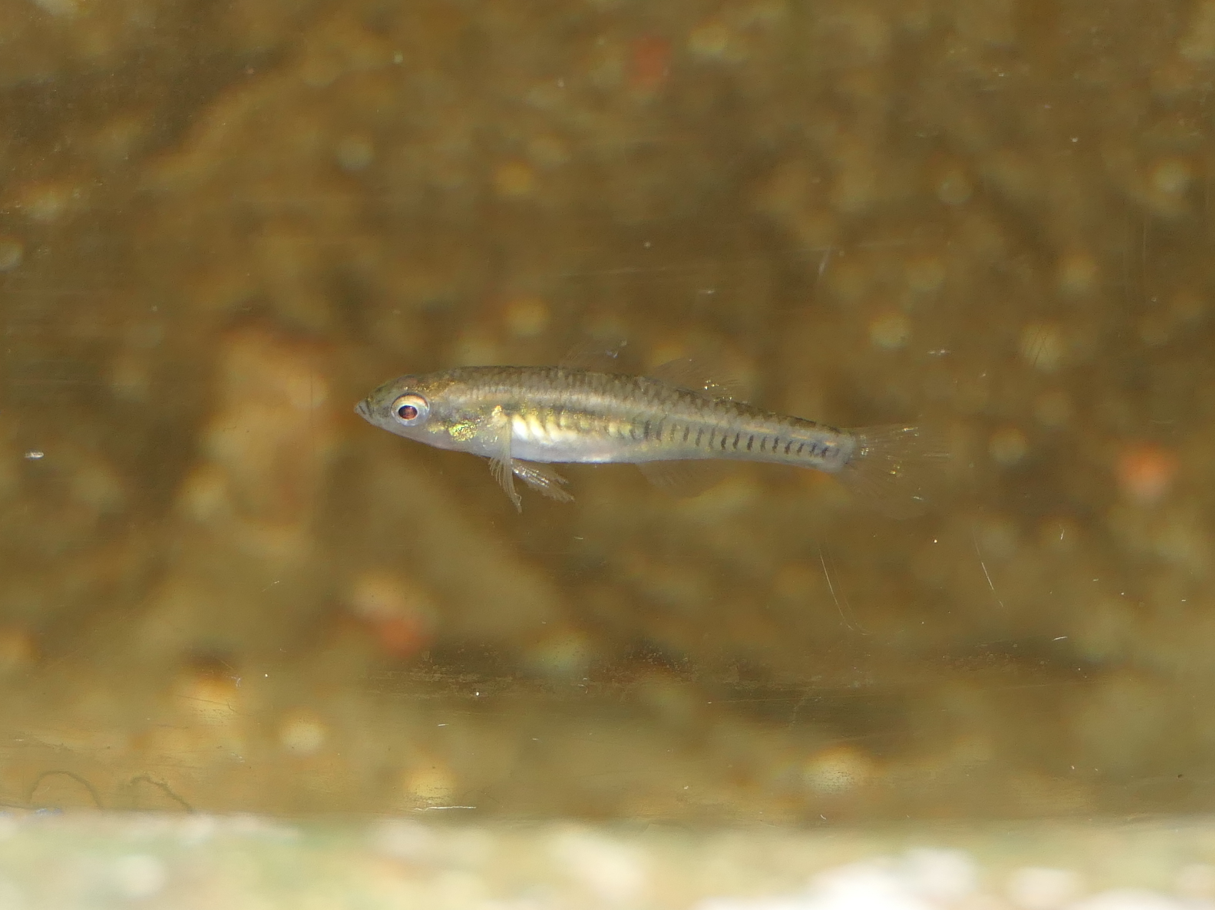 Western Carp-Gudgeon