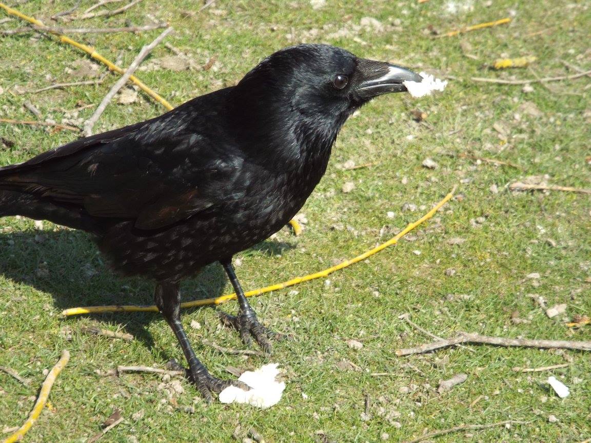 Western Carrion Crow (Corvus corone corone) - Wild individual in "Englischer Garten", Munich - 2015