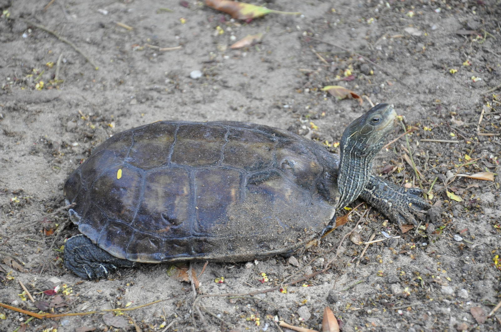 Western caspian turtle/ Mauremys caspica rivulata