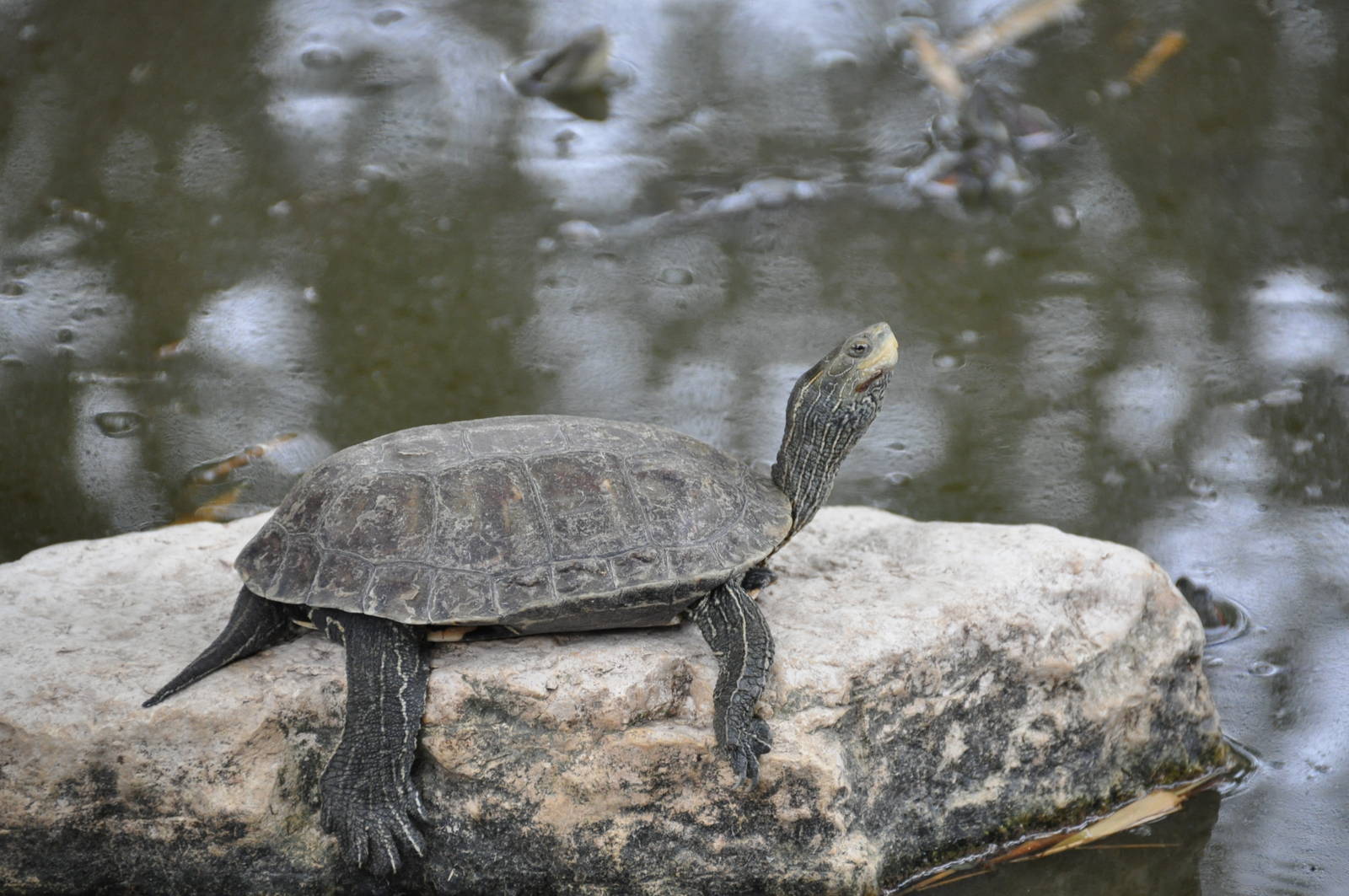 Western caspian turtle/ Mauremys caspica rivulata
