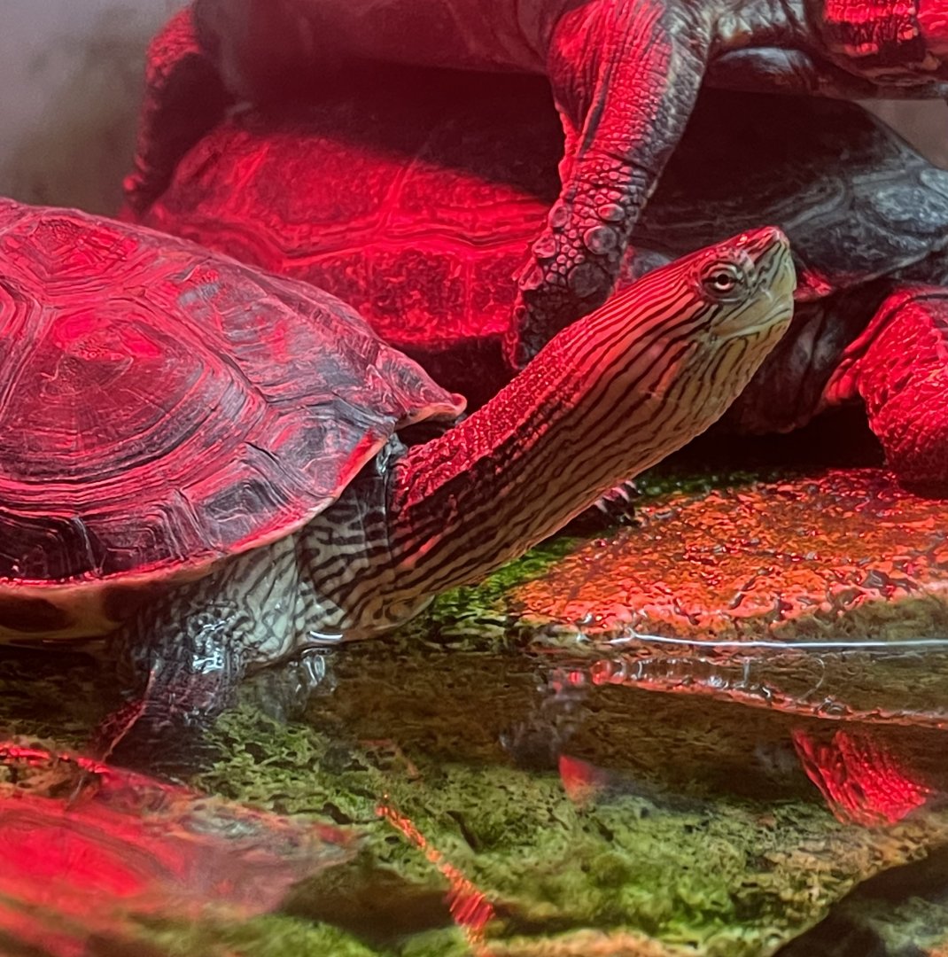 Western Caspian turtle (Mauremys rivulata)? ~ Mediterraneo marine park