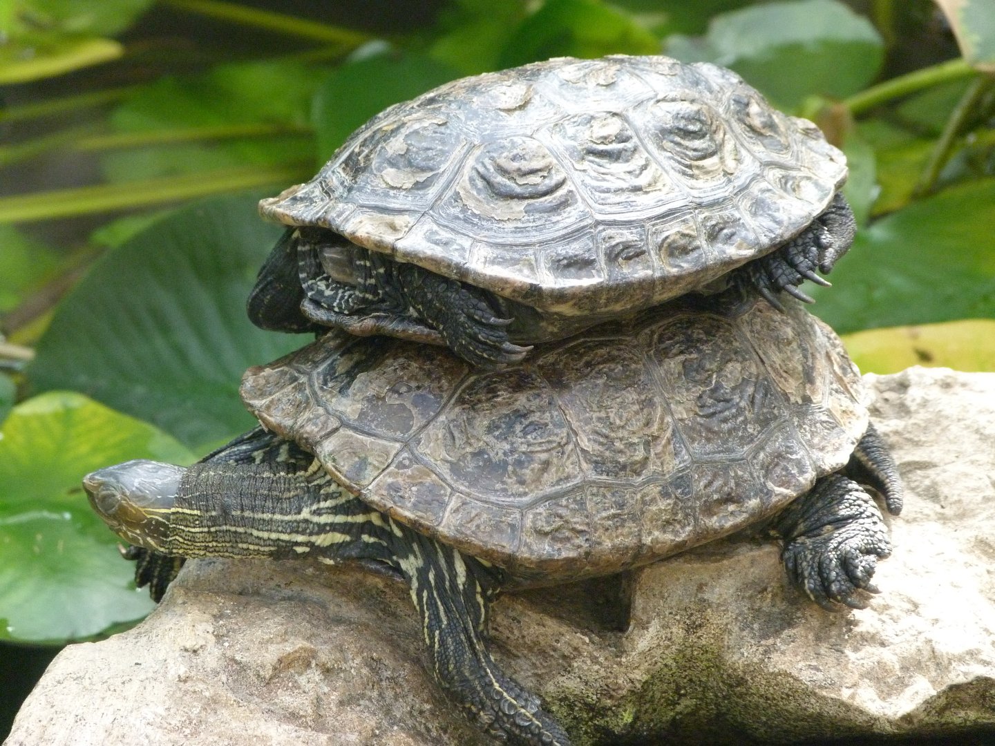Western caspian turtles -Zoo Plzeň (2025)