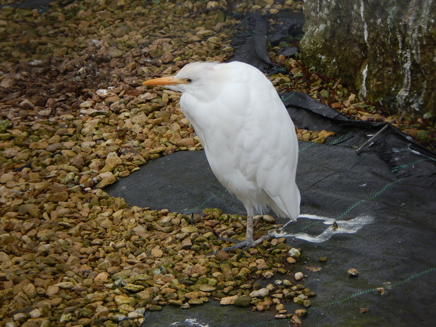 Western cattle egret 010323