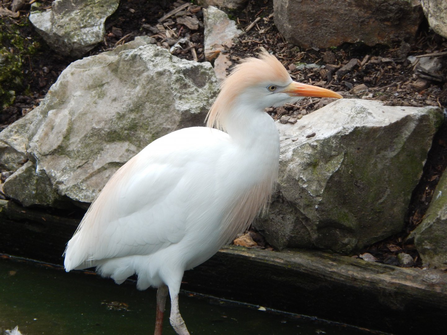 Western cattle egret 060625