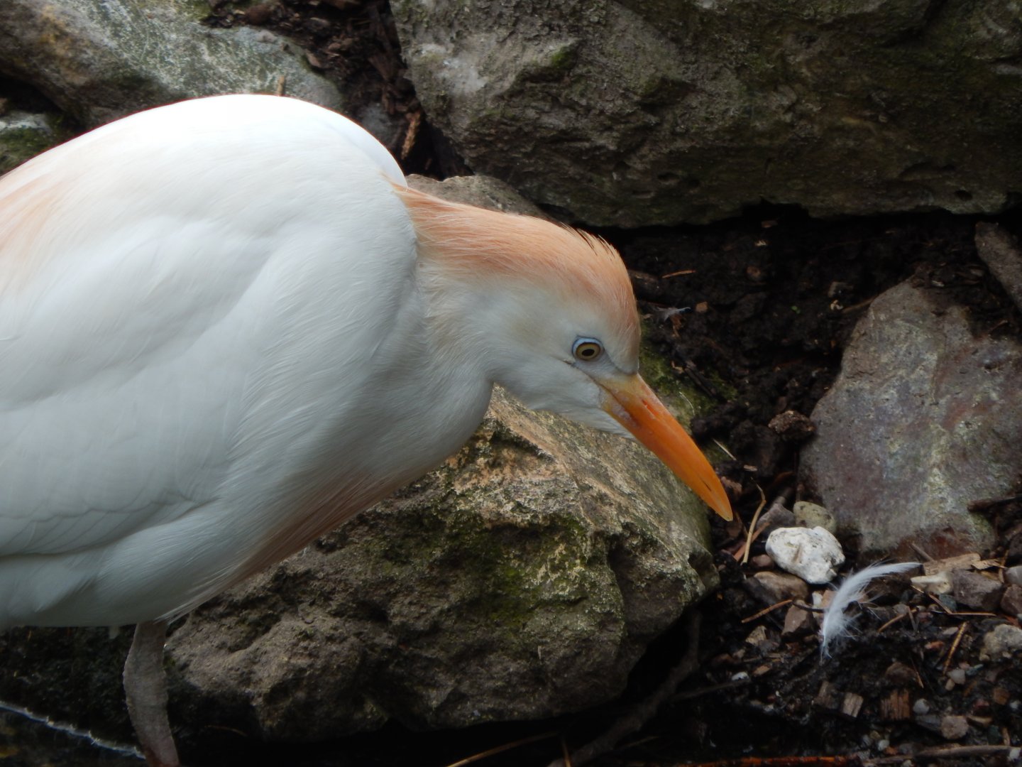 Western cattle egret 060625