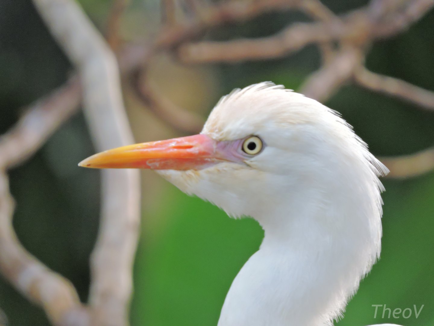 Western cattle egret [2016]