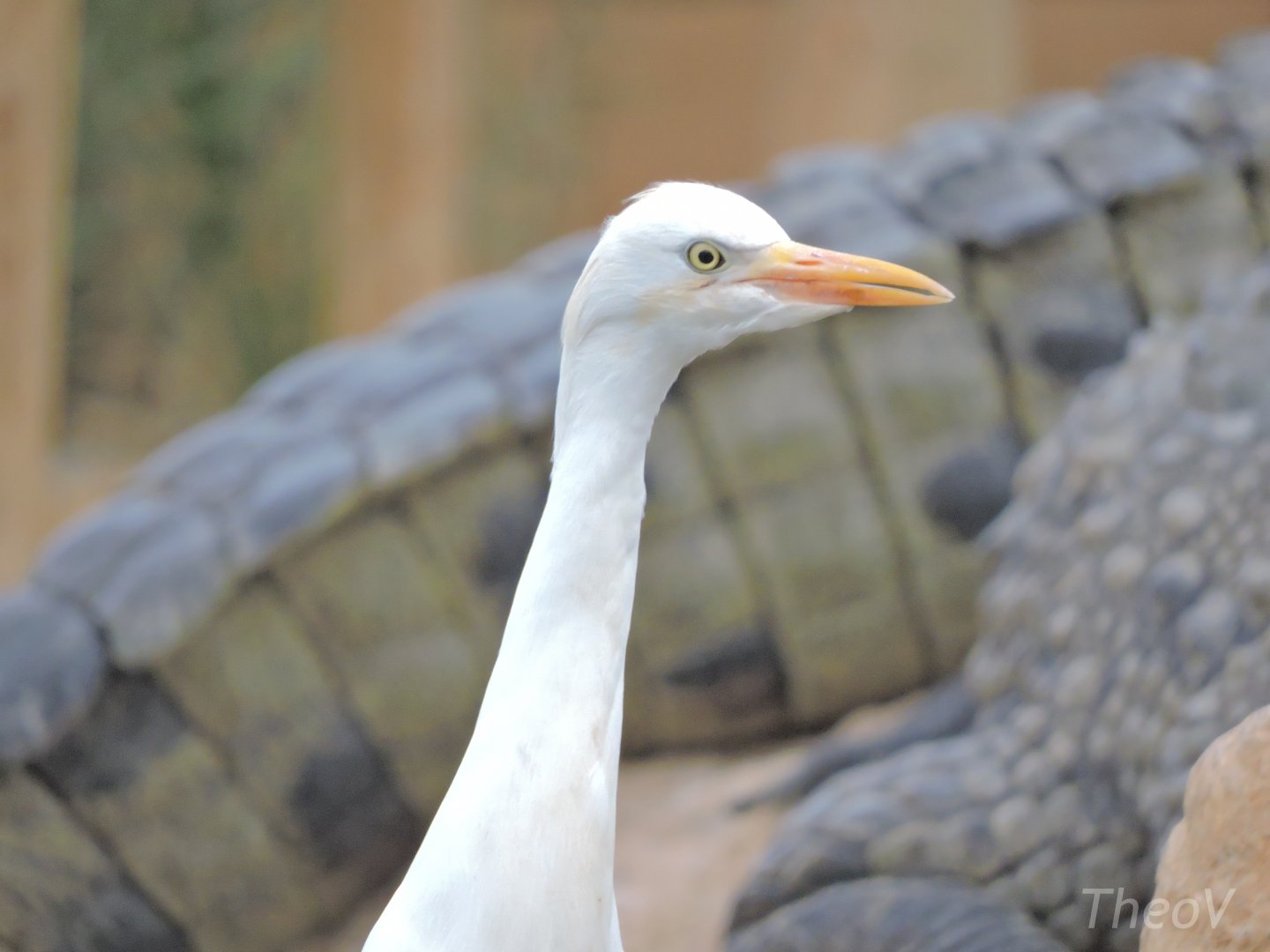 Western cattle egret [2016]