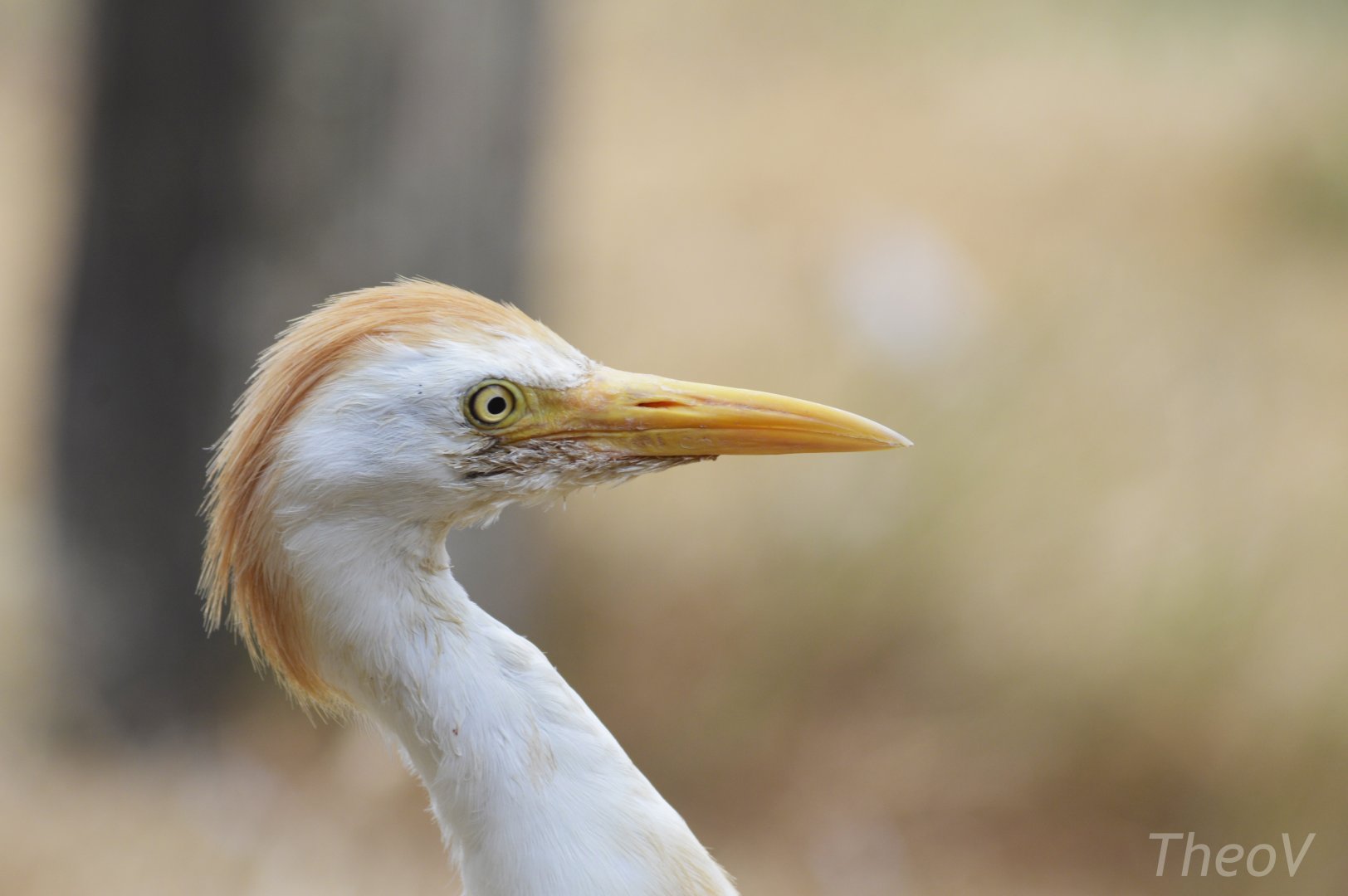 Western cattle egret [2018]