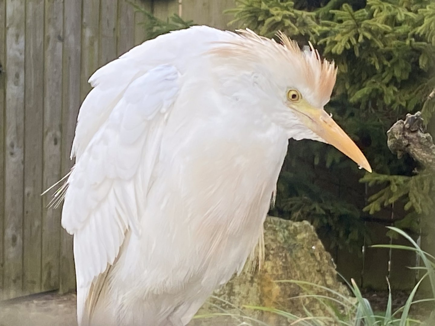 Western cattle egret 241023