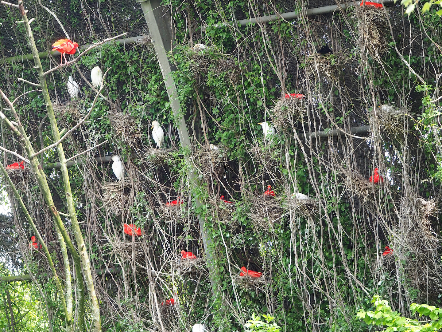 Western cattle egret and Scarlet ibis nesting colony, 2023-05-16