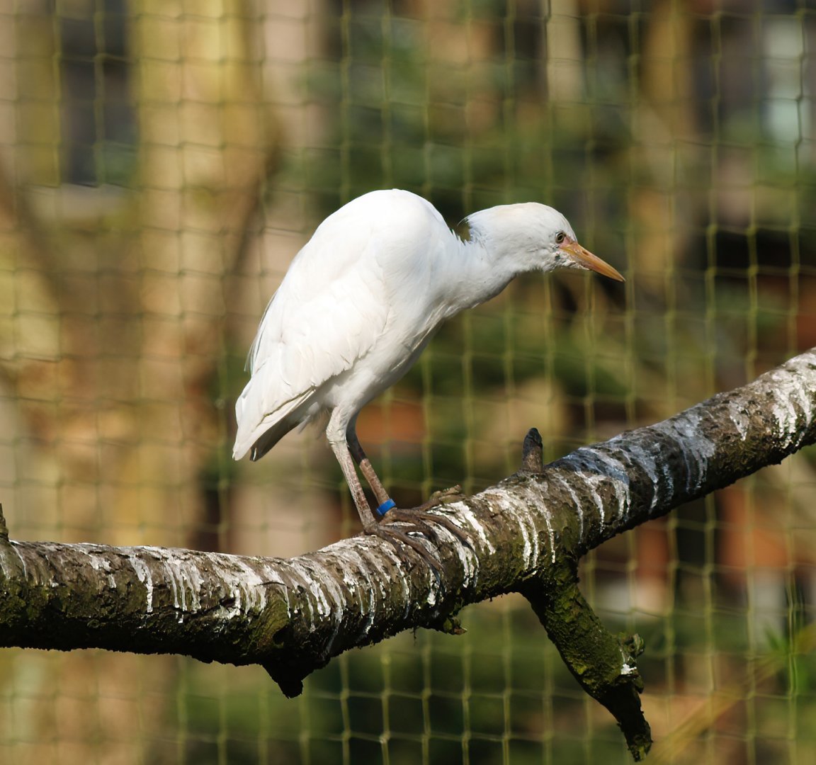 Western cattle egret (Ardea ibis), 2010-04-18