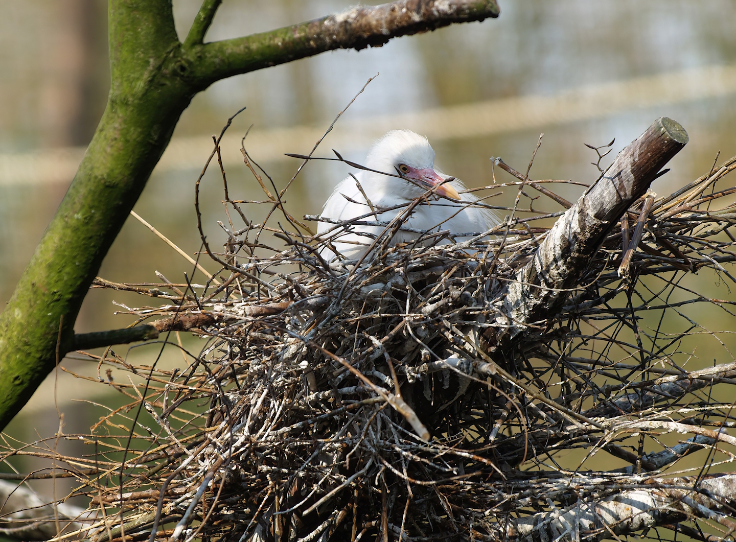 Western cattle egret (Ardea ibis) on nest, 2010-04-18