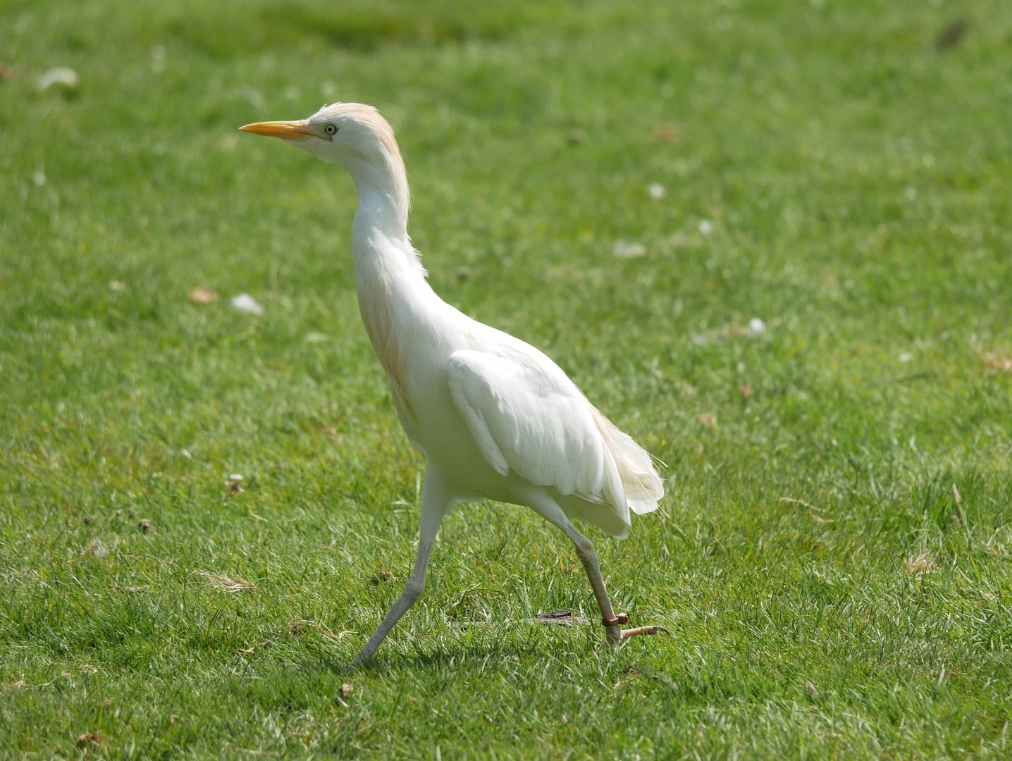 Western cattle egret (Ardea ibis)