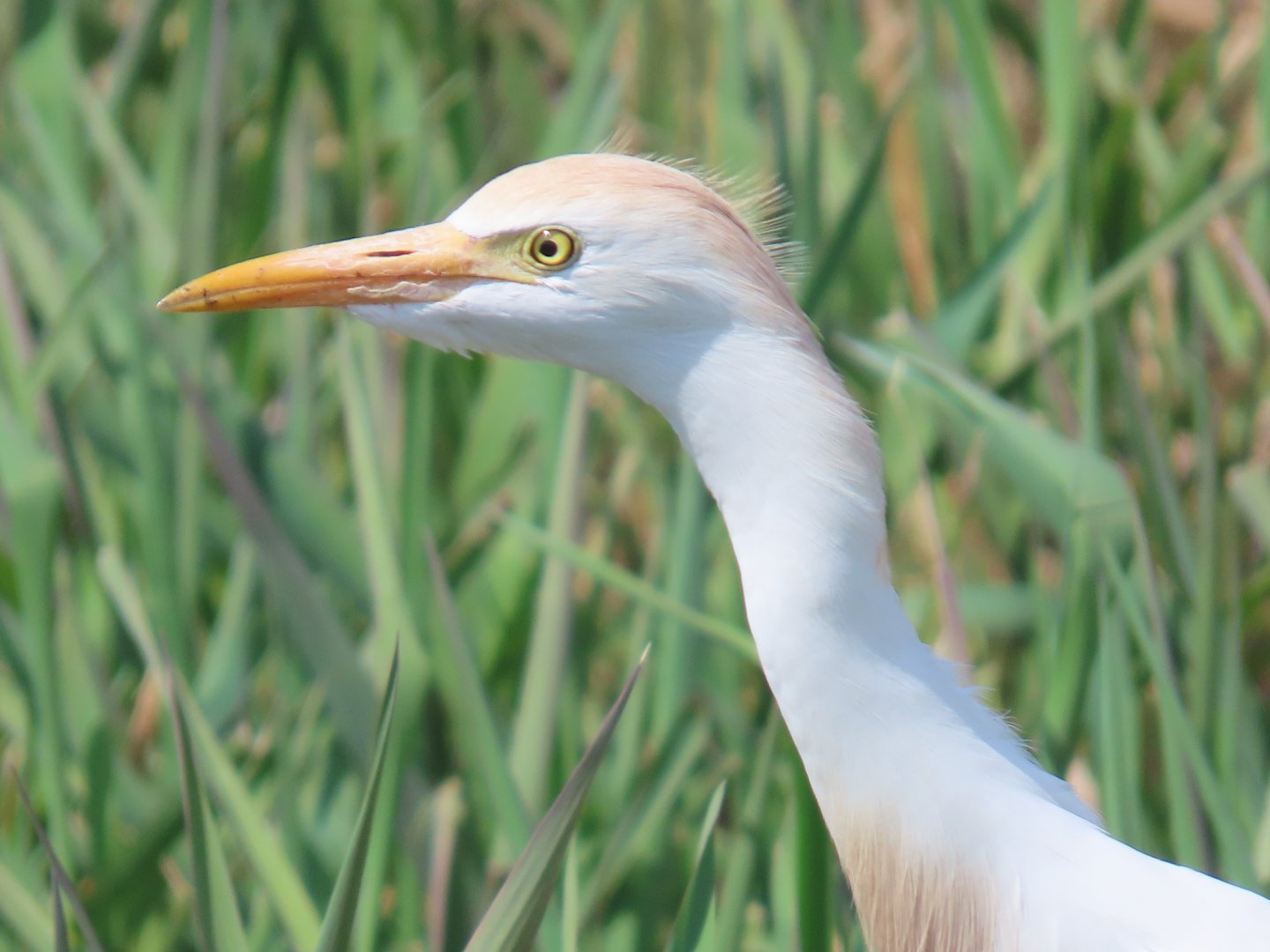 Western Cattle Egret (Ardea ibis)