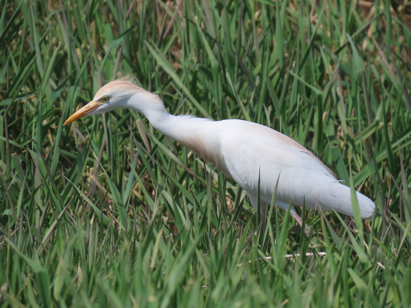Western Cattle Egret (Ardea ibis)