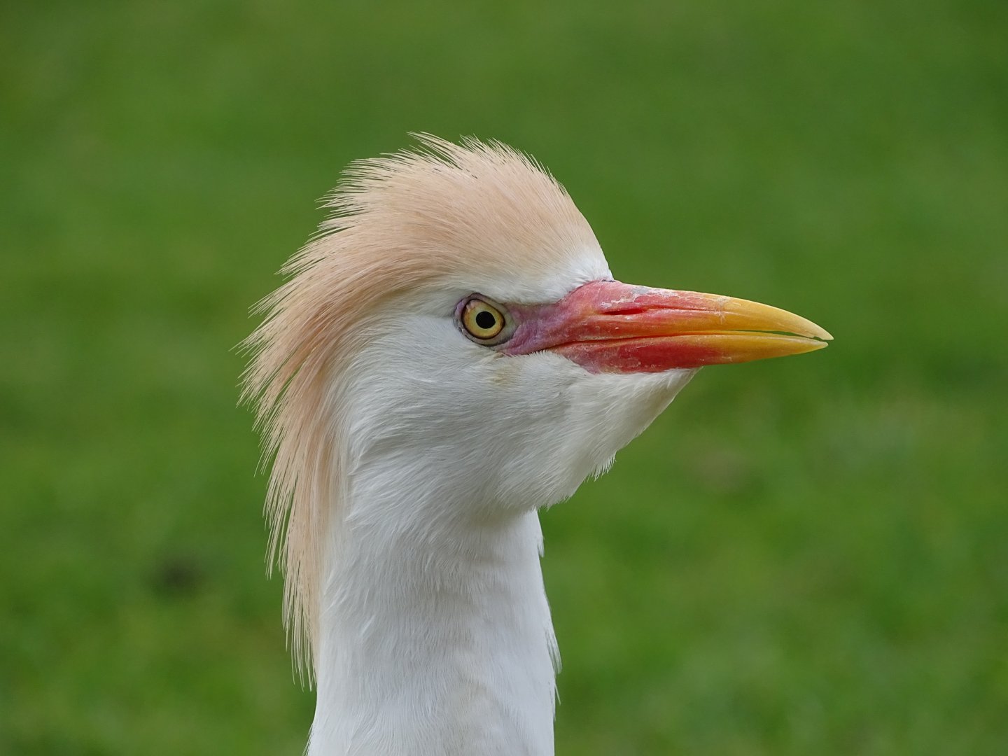 Western cattle egret (Ardea ibis)