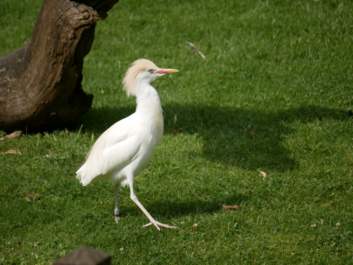 Western cattle egret (Ardea ibis)