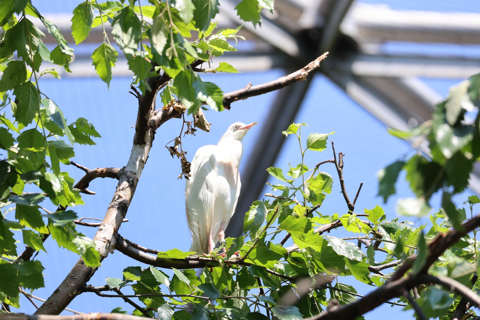 Western cattle egret (Ardea ibis)
