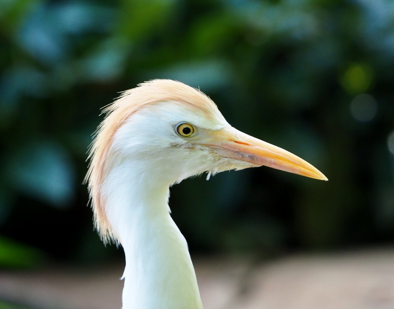 Western cattle egret (Bubulcus ibis), 2021-07-17