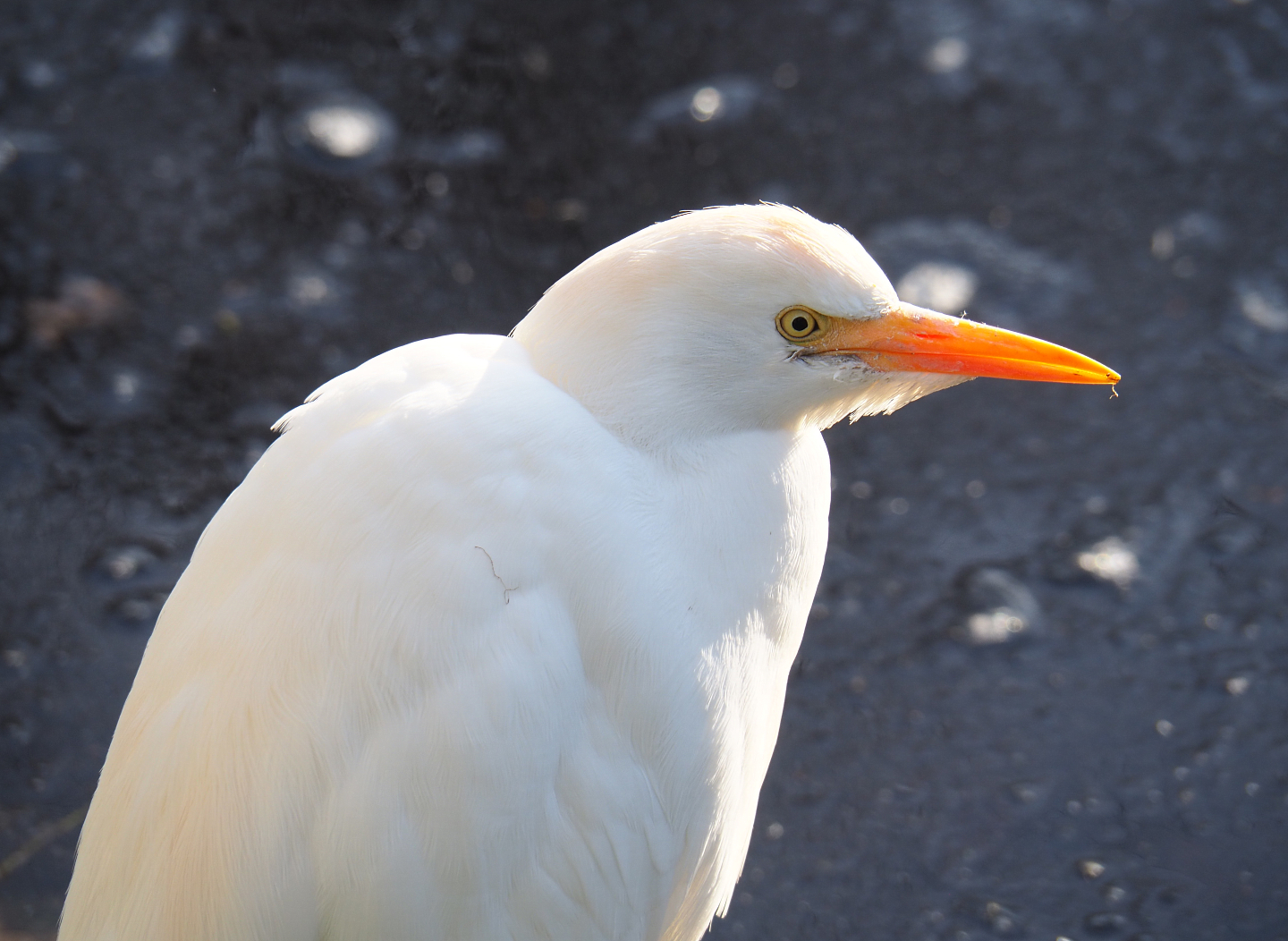 Western cattle egret (Bubulcus ibis), 2021-12-22