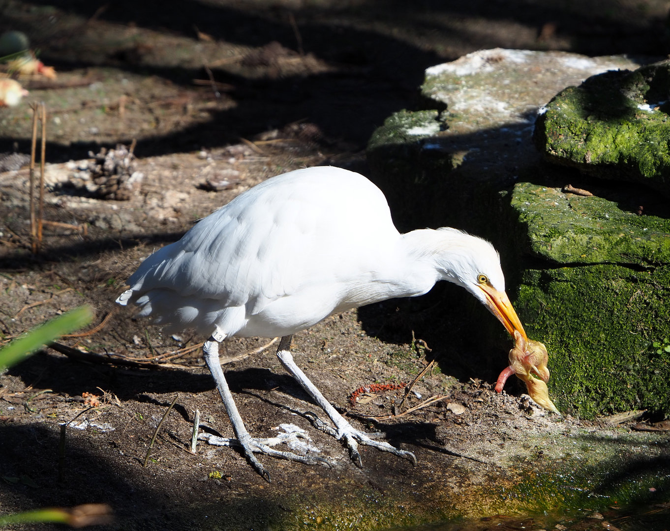 Western cattle egret (Bubulcus ibis), 2022-03-08