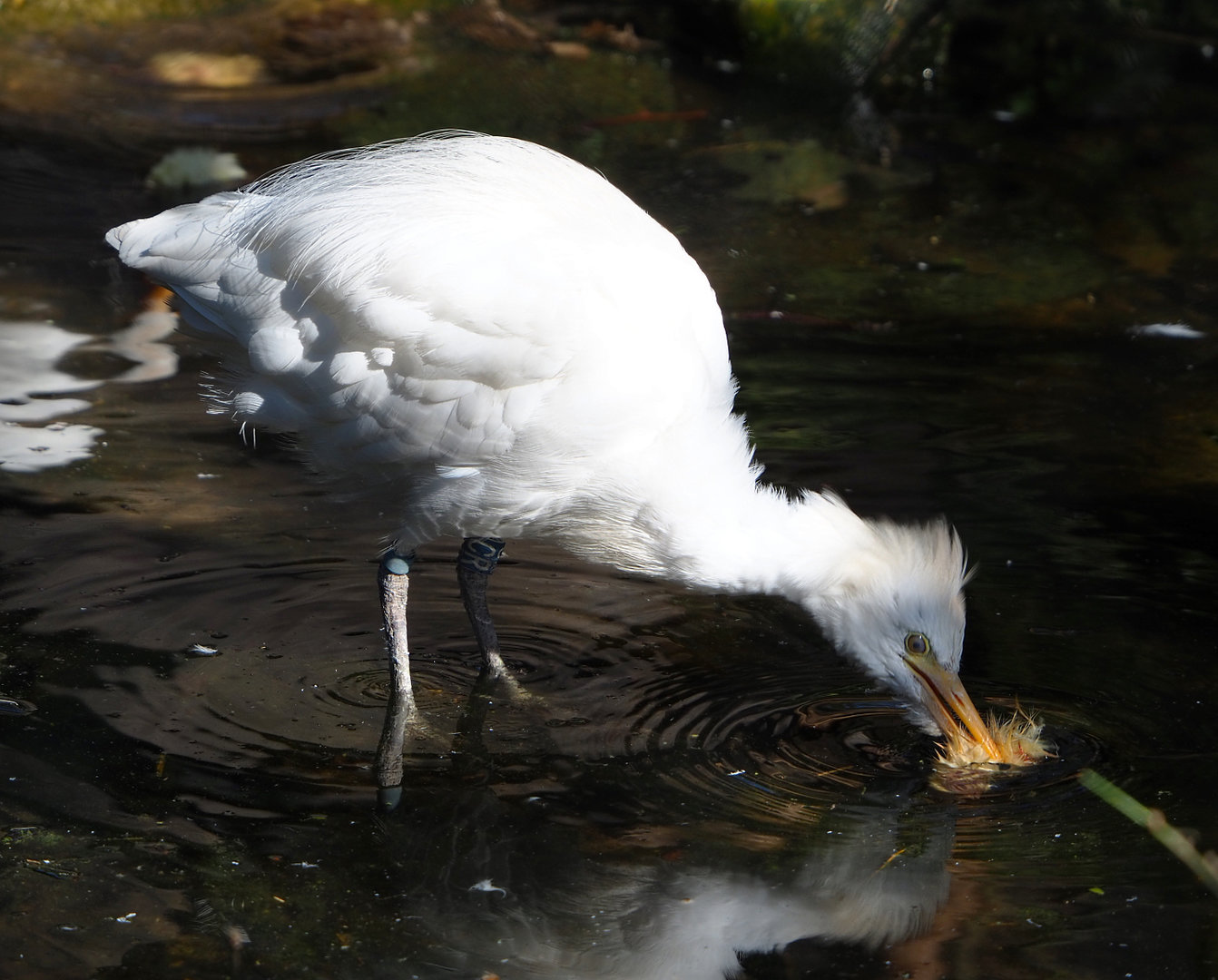 Western cattle egret (Bubulcus ibis), 2022-03-08
